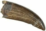 Serrated Tyrannosaur Tooth - Judith River Formation #227823-1